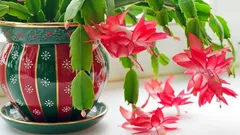 Simple Tips to Make Your Christmas Cactus Burst into Bloom This Winter