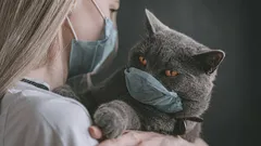 Can a Cat Tell When You’re Sick? The Answer Will Surprise You