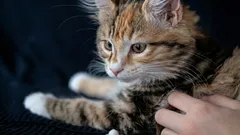 Can Cats Understand Human Speech? What Science Says About How They Perceive Speech and Voice