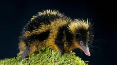 Something Between a Porcupine, a Hedgehog, and a Bee: What Is This Strange Animal, and Where Does It Live?