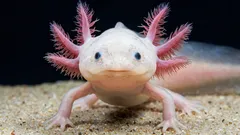 Axolotl in an Aquarium: Interesting Facts and a Complete Beginner’s Care Guide