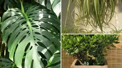 9 long-lived houseplants that thrive even when you forget to water