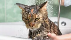 What Does a Cat Feel During a Bath, and How Can You Reduce Its Stress?