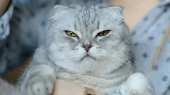 6 unexpected things that can really annoy your cat