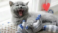 Why Your Cat Walks Around the House and Meows: What She’s Trying to Tell You