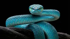 Interpreting Dreams About Snakes: What It Could Mean and What Your Subconscious Is Warning You About