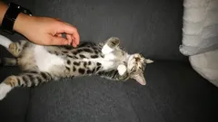 What Cats Feel When You Rub Their Belly, According to Experts