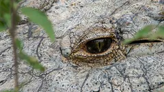 The World’s Oldest Crocodile: Here’s What This Natural Wonder Looks Like—The 124-Year-Old Beast Named Henry