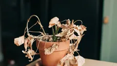 Not Baking Soda or Vinegar: How to Revive Wilted Plants in 24 Hours with Just Two Ingredients
