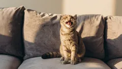 Why Your Cat Meows in the Morning and Wakes You Up: 5 Real Reasons