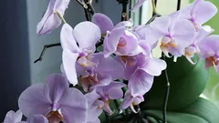 Your Orchid Will Be Lush and Healthy: 5 Care Tips for Beginners