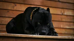 The six bravest dog breeds that will become loyal companions